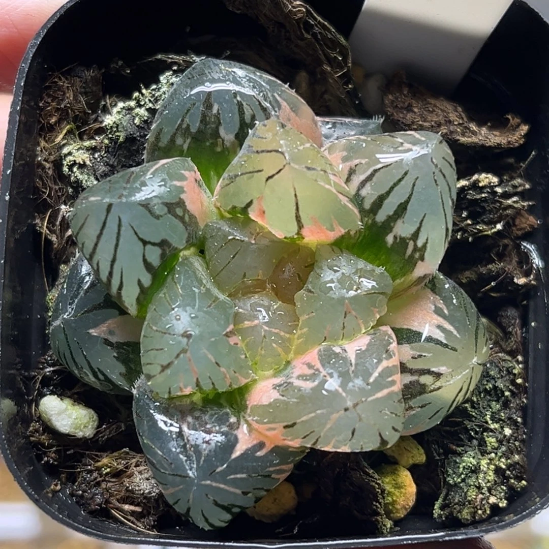 77紫王玉露锦福利专场