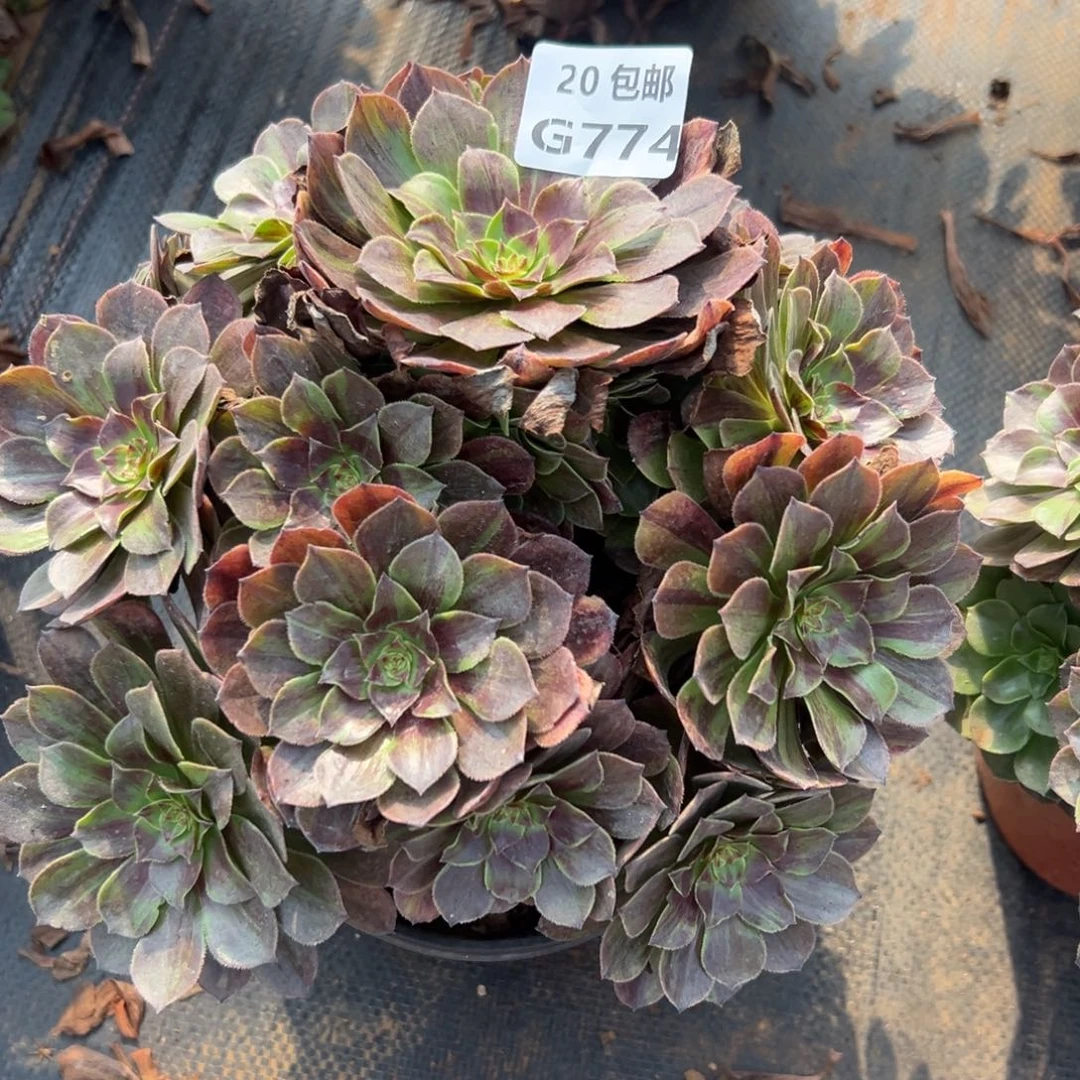 774花月夜，多肉法师