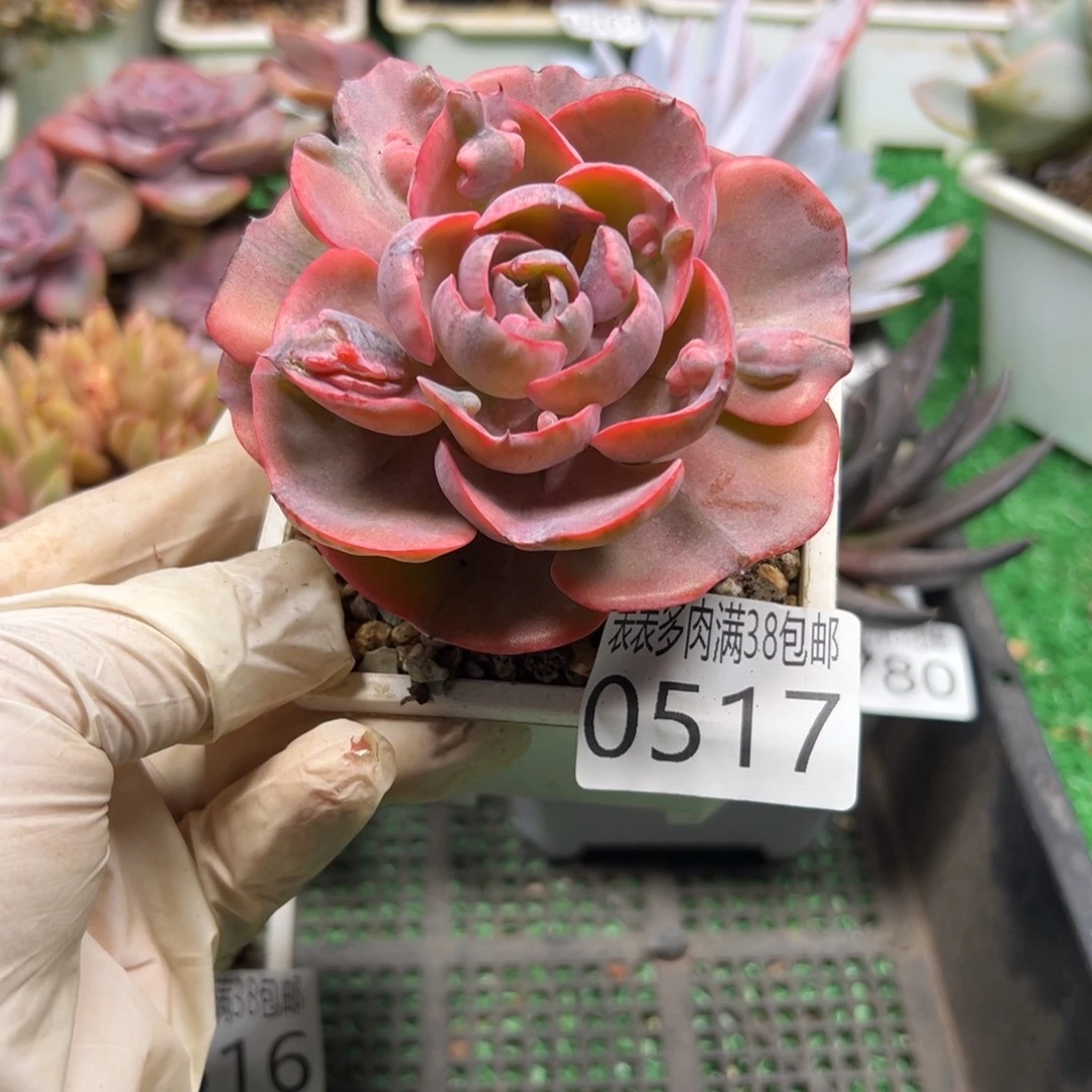 无花朵多肉一物一拍植物0517