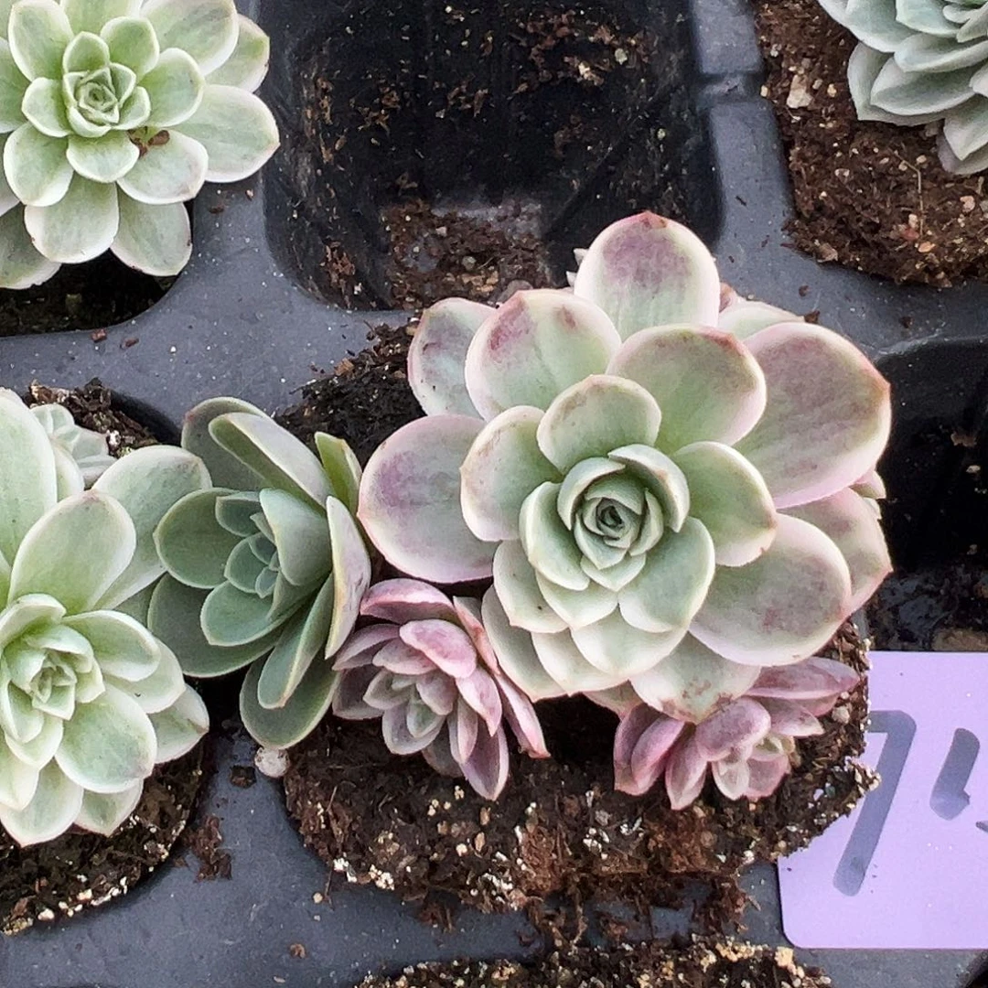 山地玫瑰锦秋夕715号