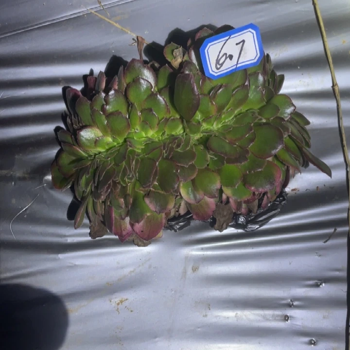 607，荔枝缀化法师锦锦