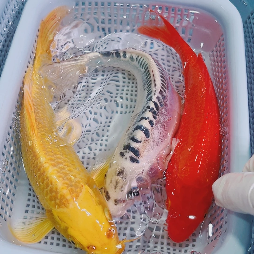 锦鲤锦鲤冷水鱼观赏