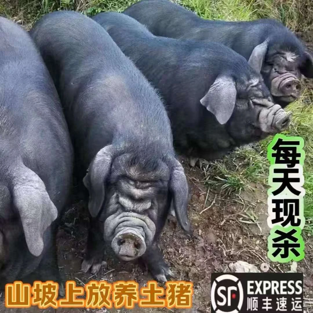 贵州雷山黑毛猪直播间一物一拍  重量以直播间为准【顺丰空运】