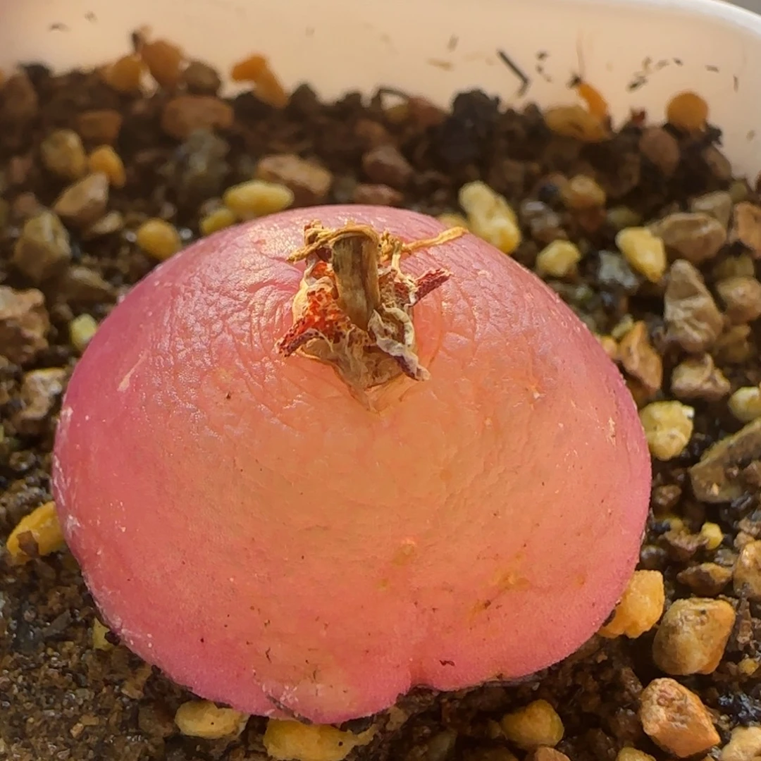 5915 大白多肉植物园