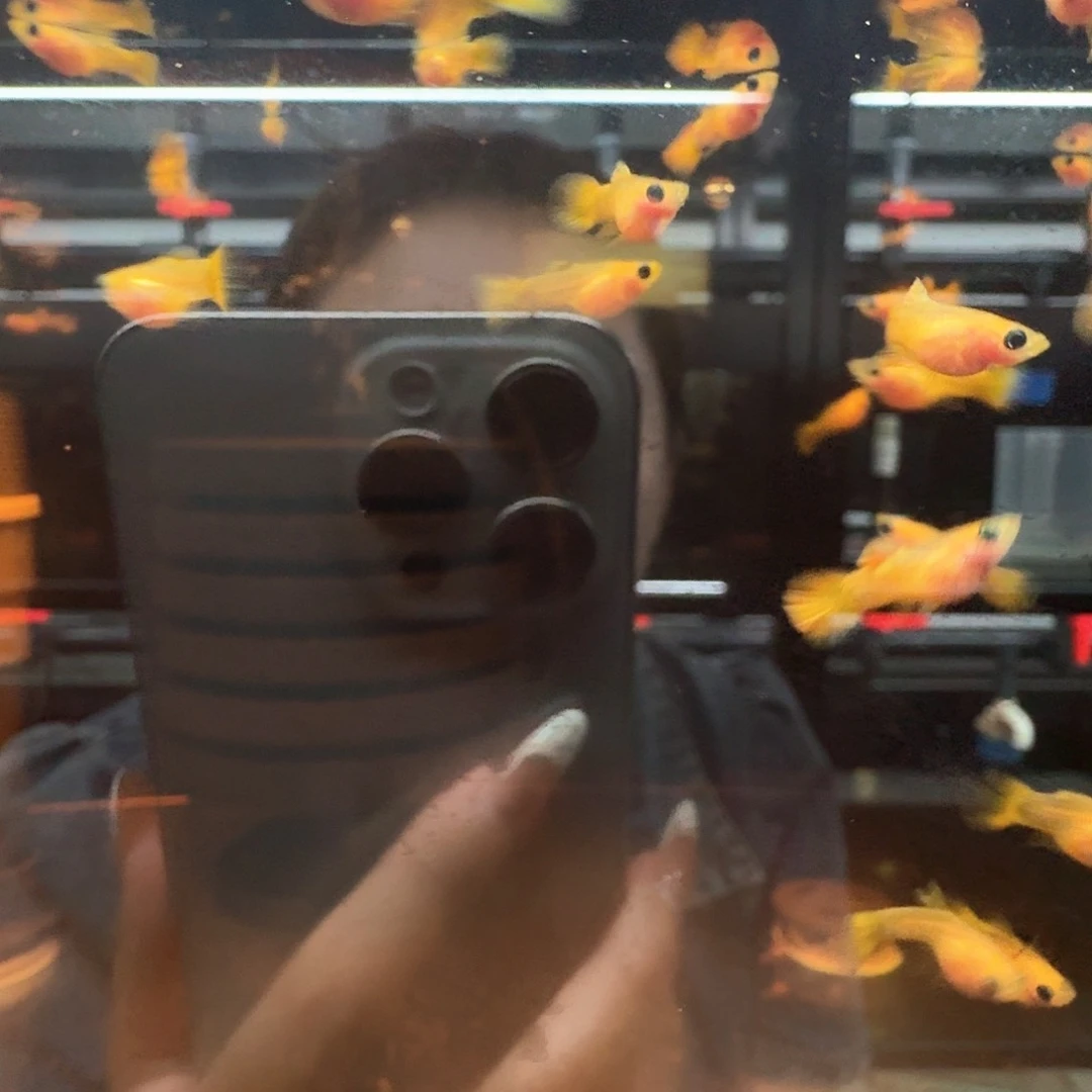 孔雀鱼皇家落日3对