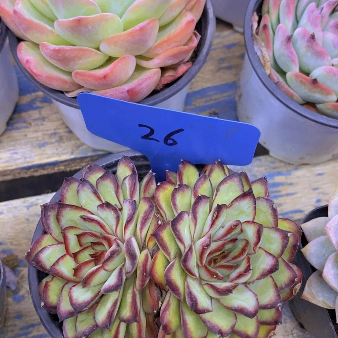 清货，一物一拍，不对比