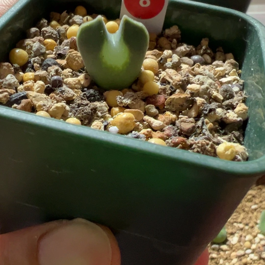 大眼睛肉锥，一物一拍