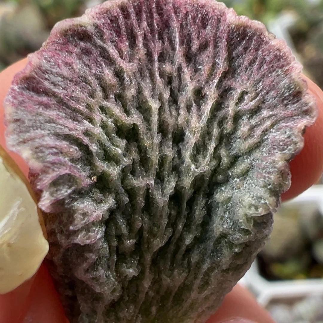 扇面皱边闪电放射状叶子