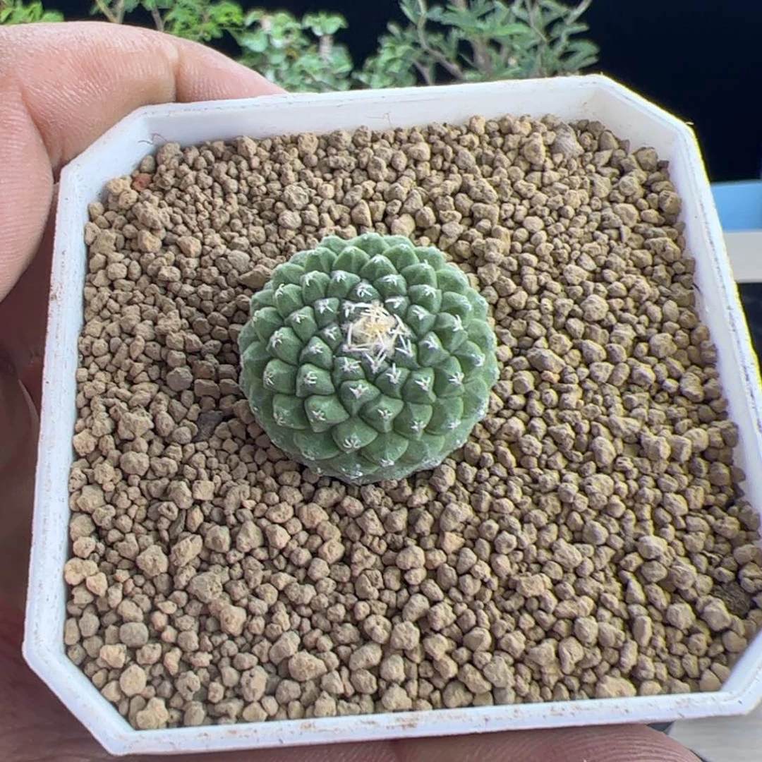 菊水2.5一物一拍默认脱土发
