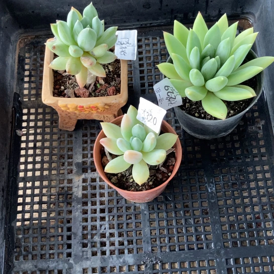 一***次灯牌福利一30 一物一拍