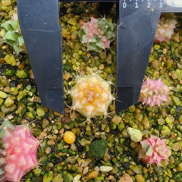 当前无花朵，栽培后可花朵