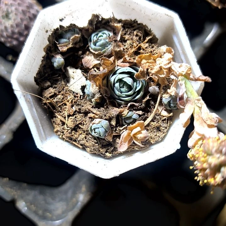 满6元包邮，子持莲华八角盆小