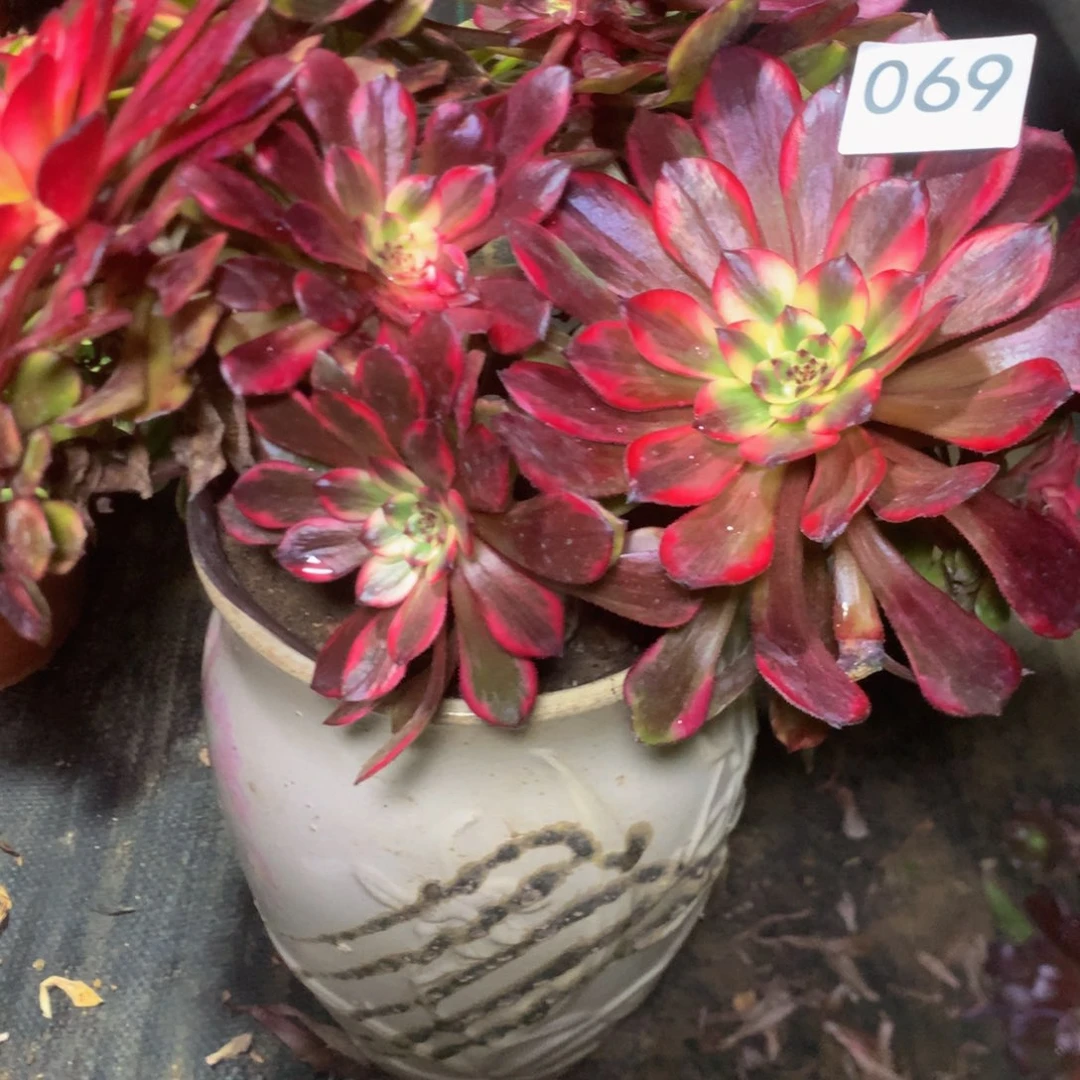 紫***英069灿花多肉植物