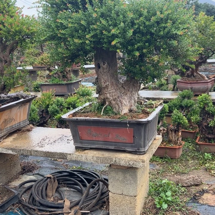 景***通无花朵那些让我们他去