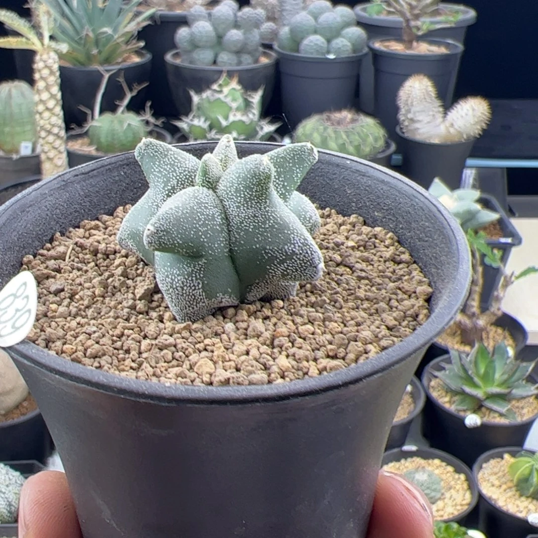 角尤鸾凤玉实生3+一物一拍