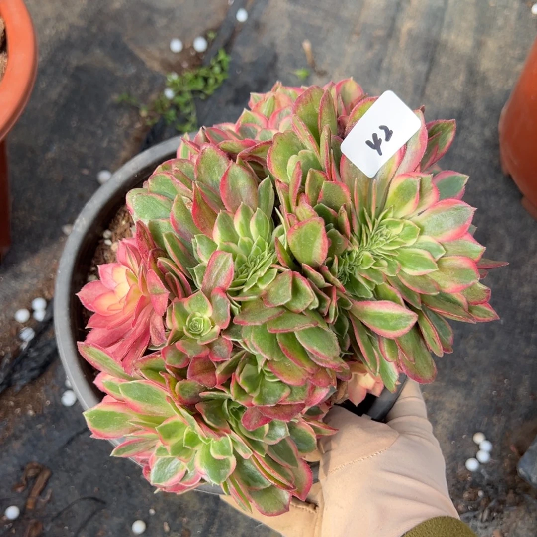 42黑魔锦捧花缀多肉系