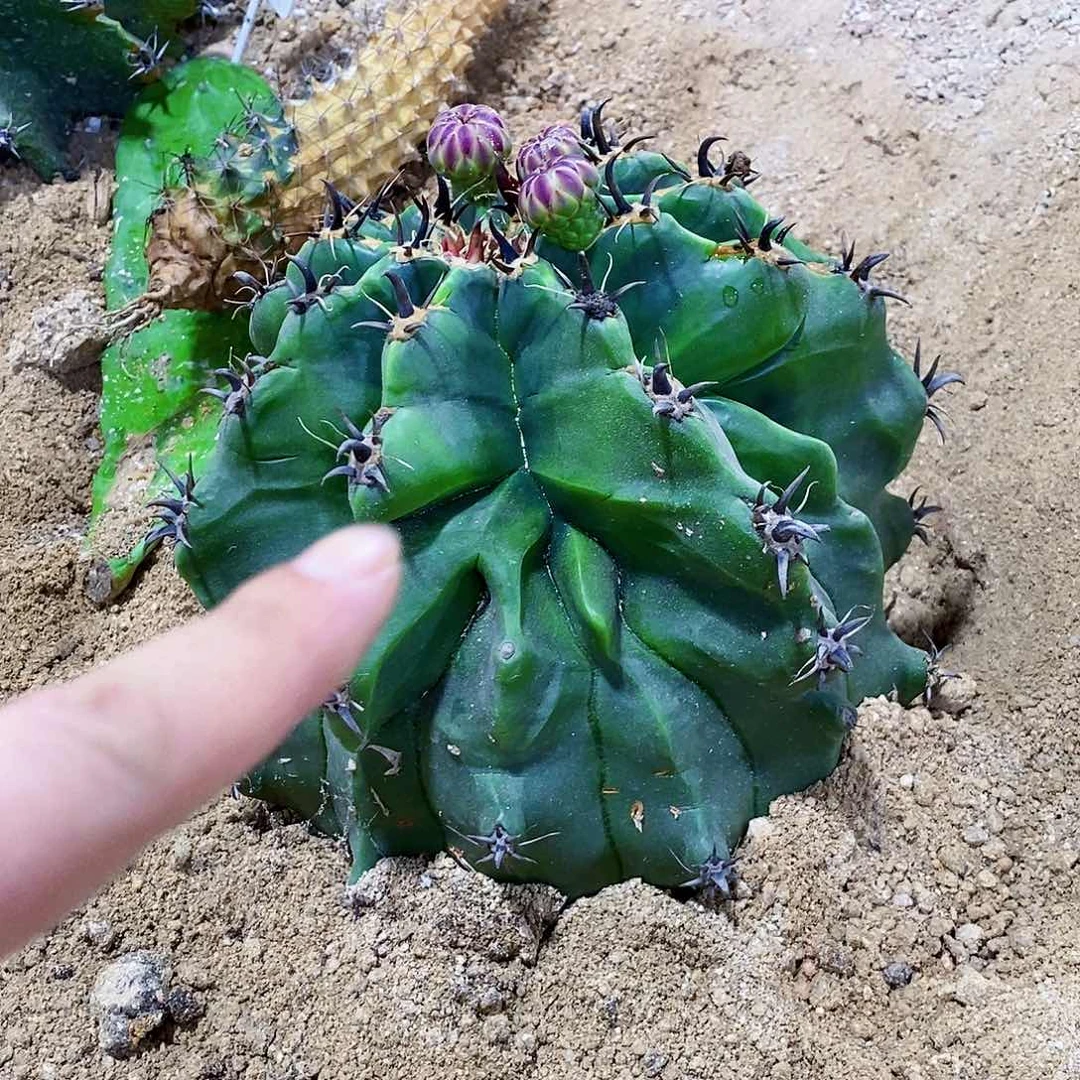 无花朵璀*000000000000000000