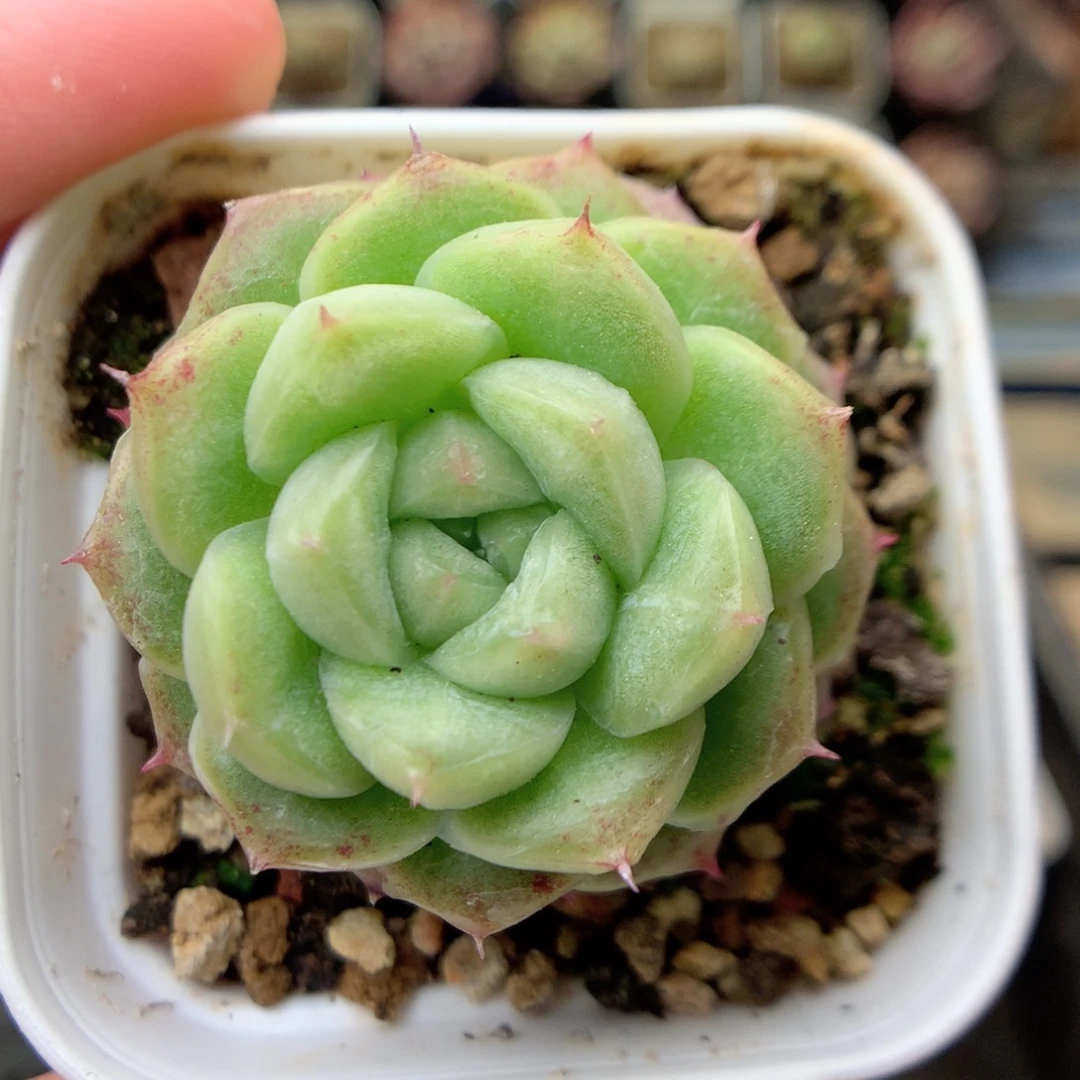 G33秃子绿透珍妮Q42