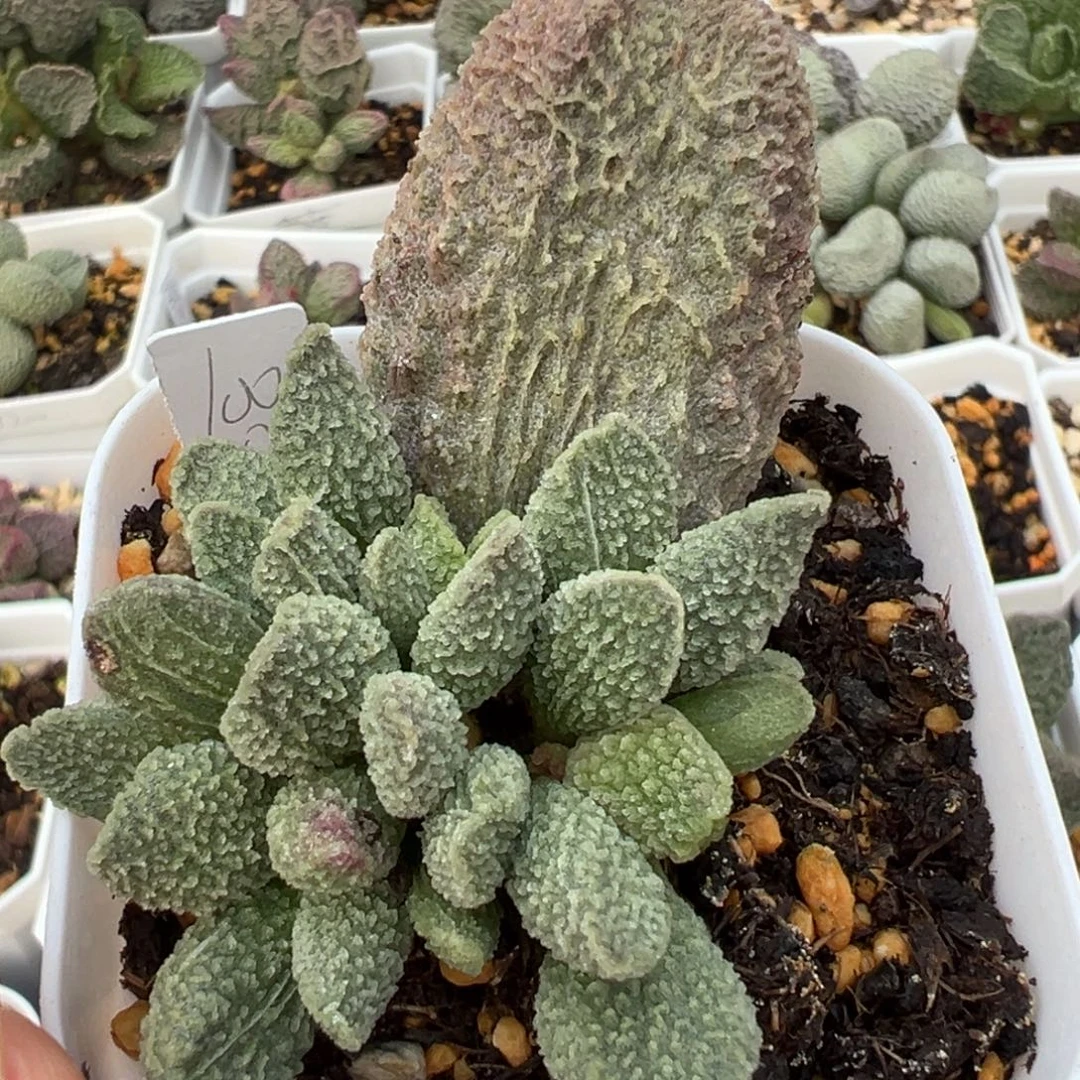 福利款超大母叶实生大苗