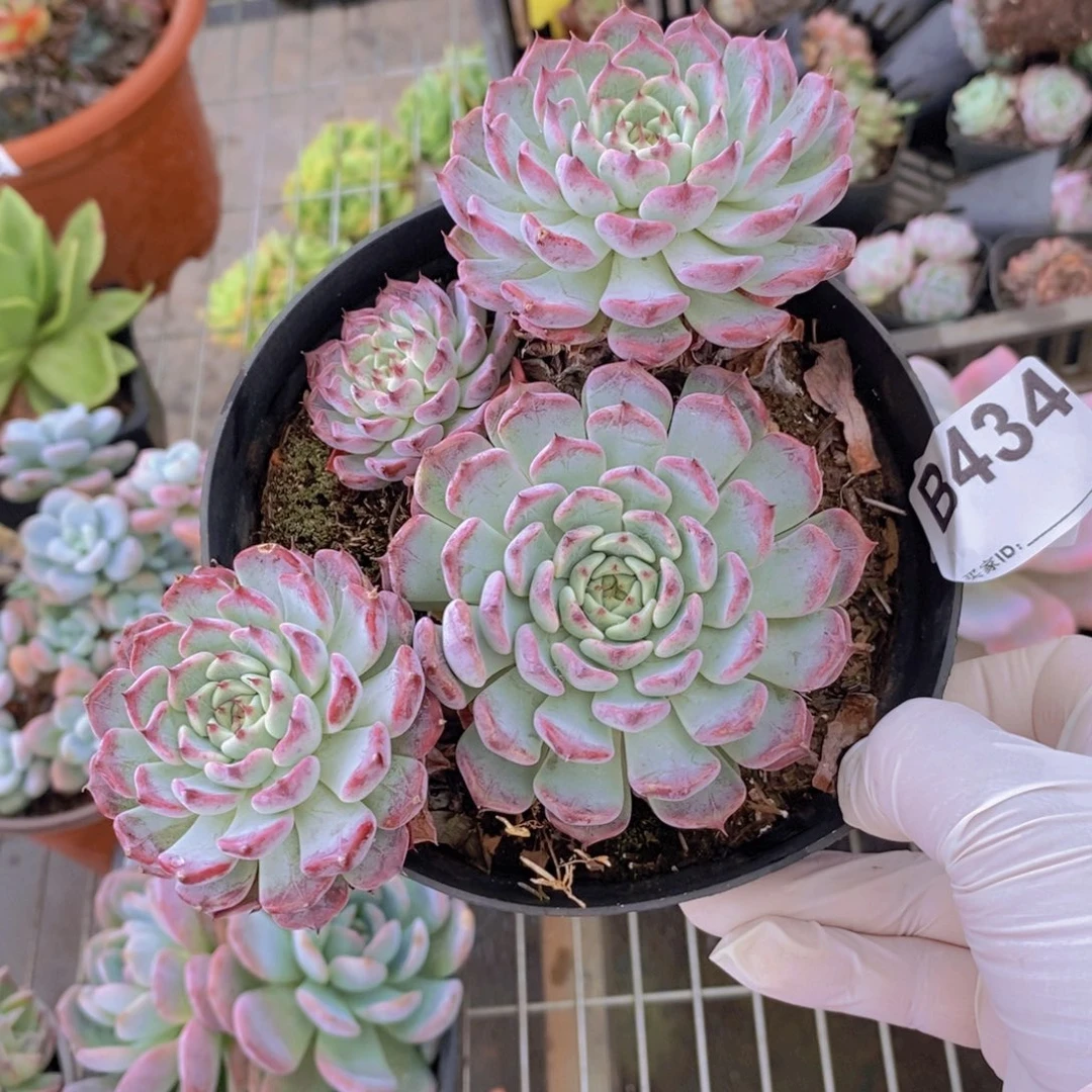 434裟罗姬牡丹一物一拍