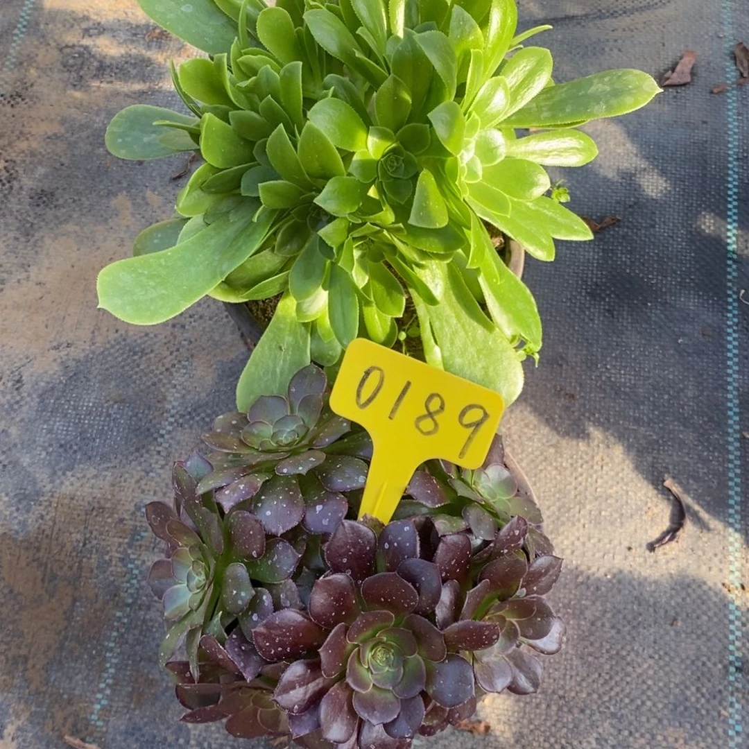 红陶0189两颗一组一物一拍