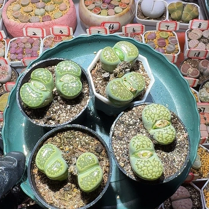 生石花3:；谢谢。 90号