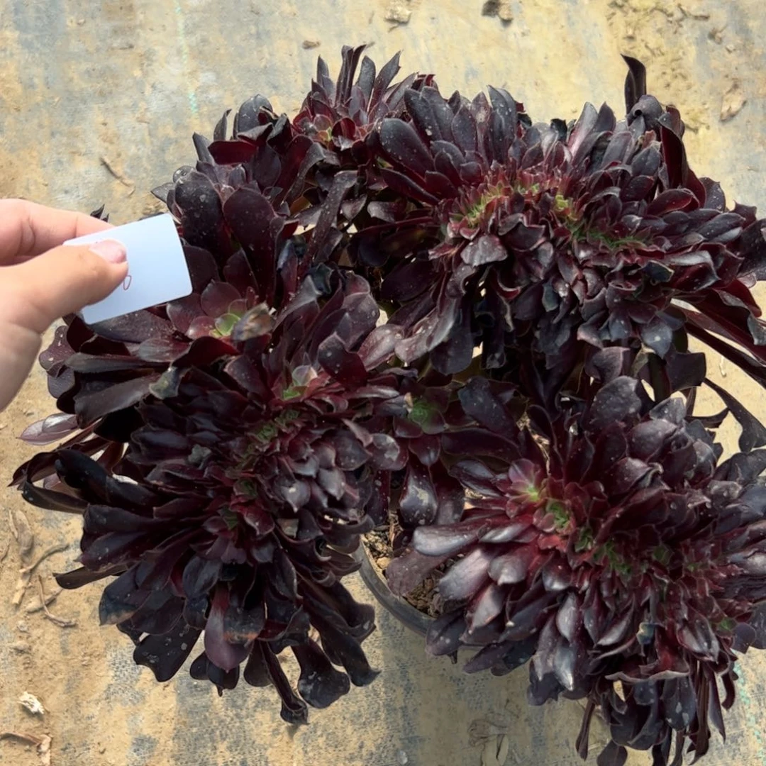 思*欧紫锥一物一拍38