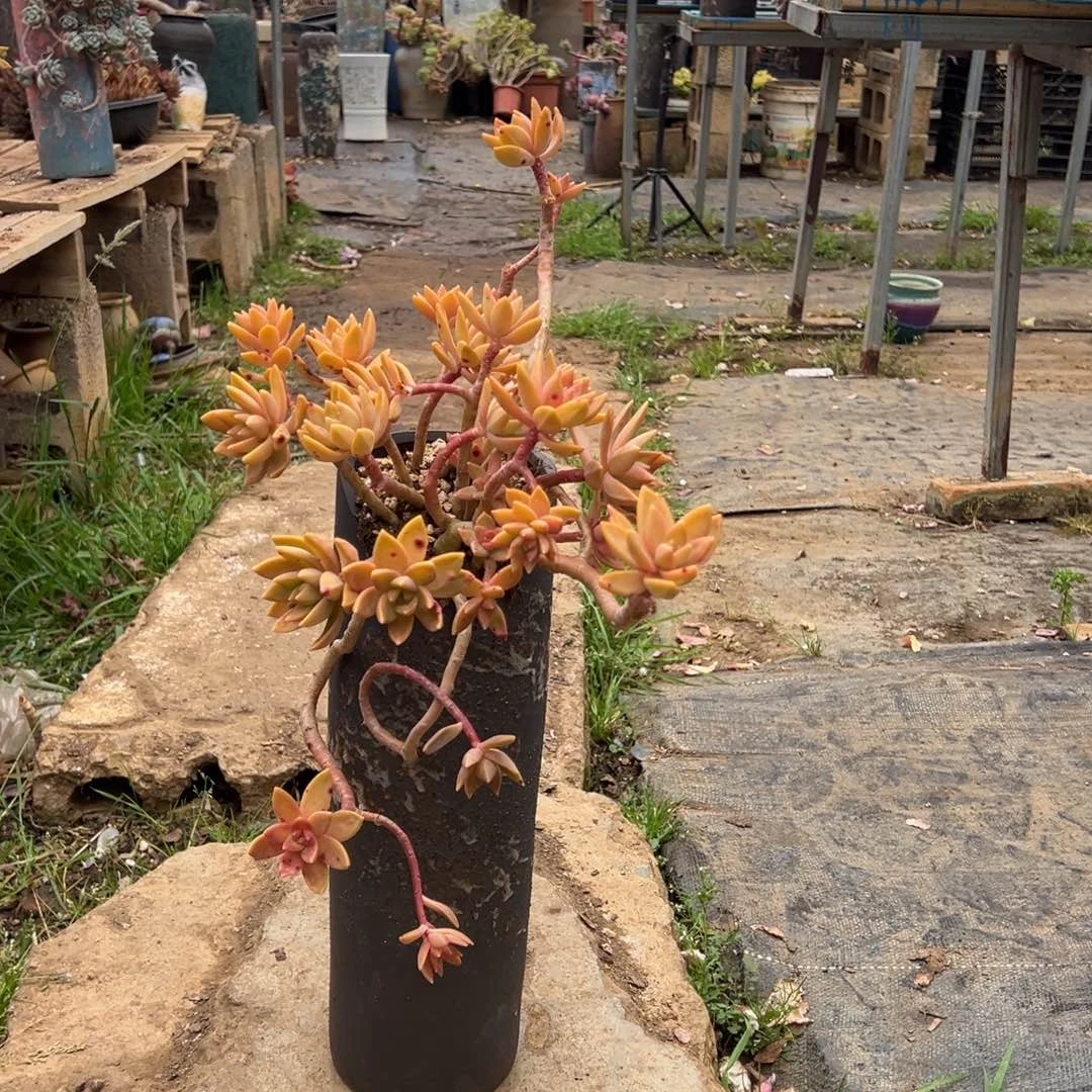 精品明月妖桩 裸根