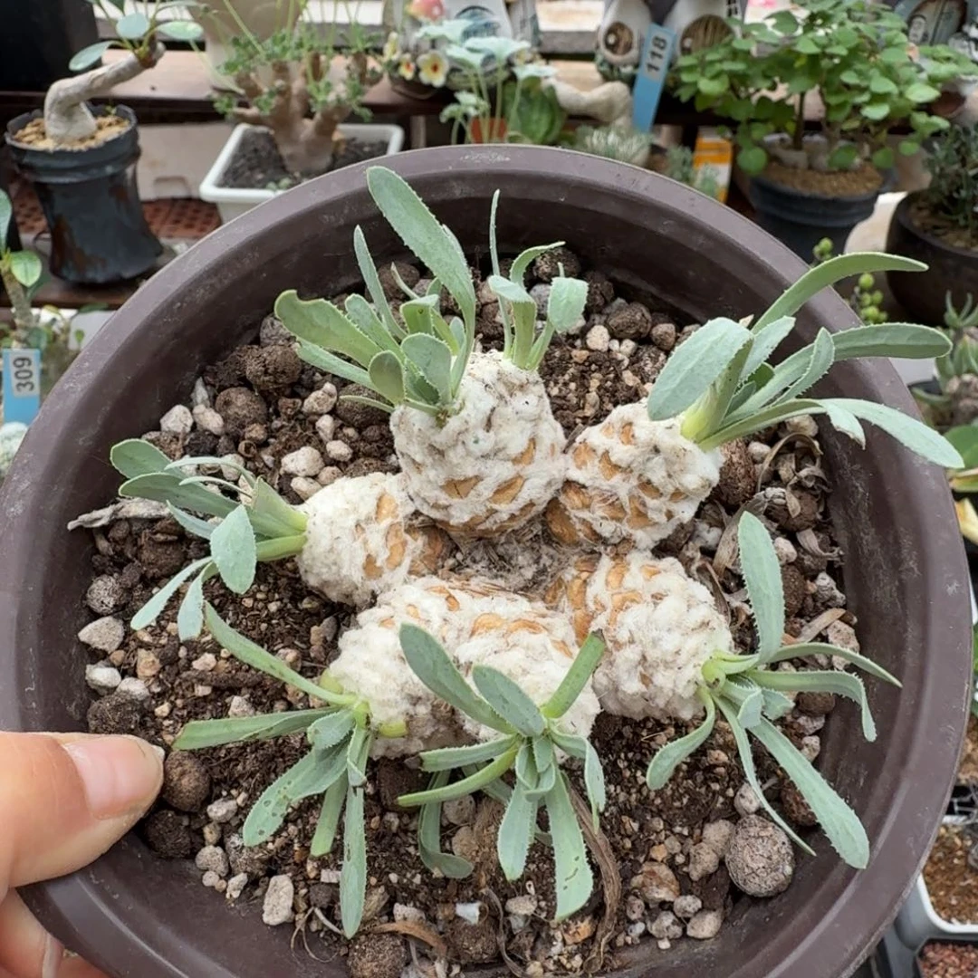 p***y刨花厚墩菊836仙人掌