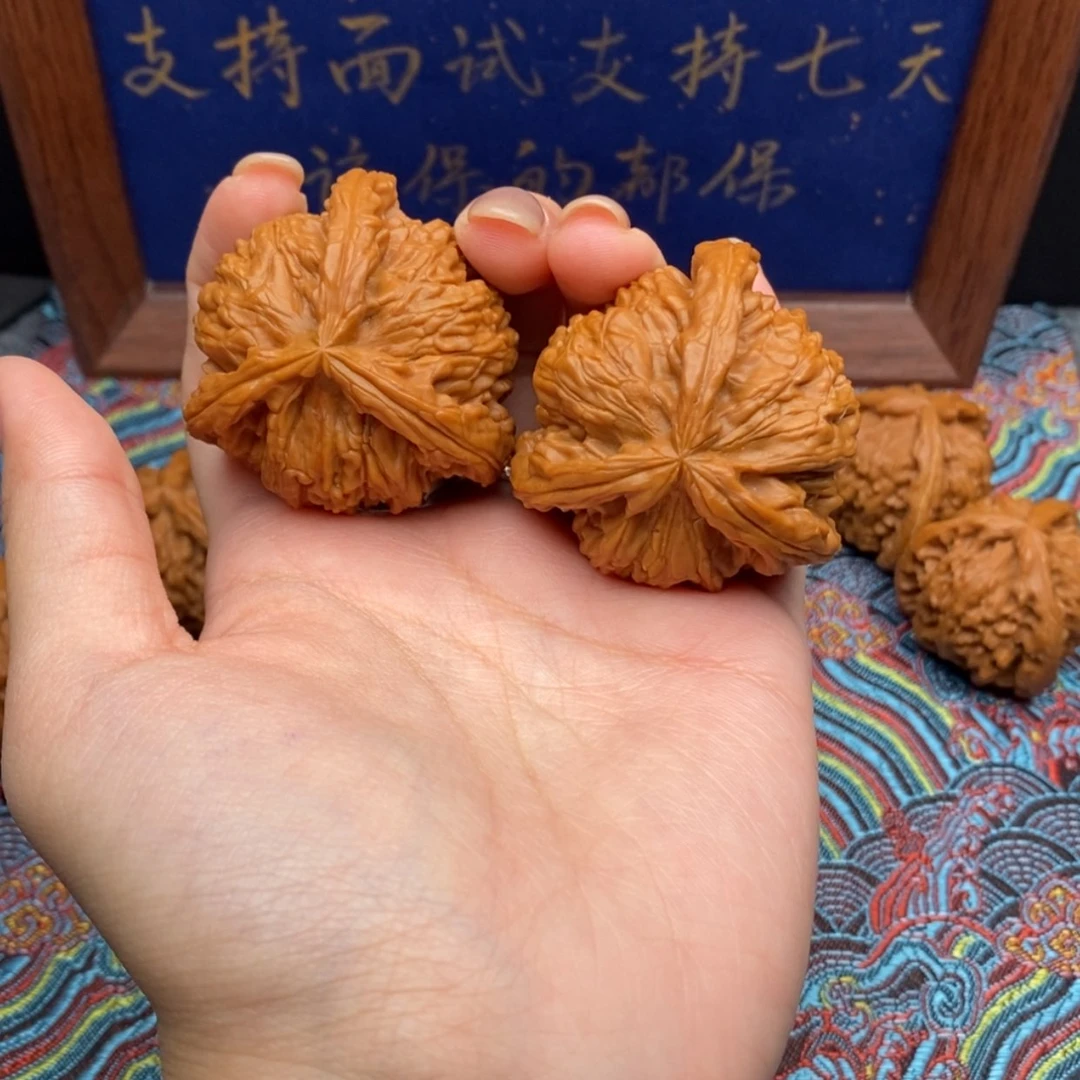 【闪购商品】彩*1白狮