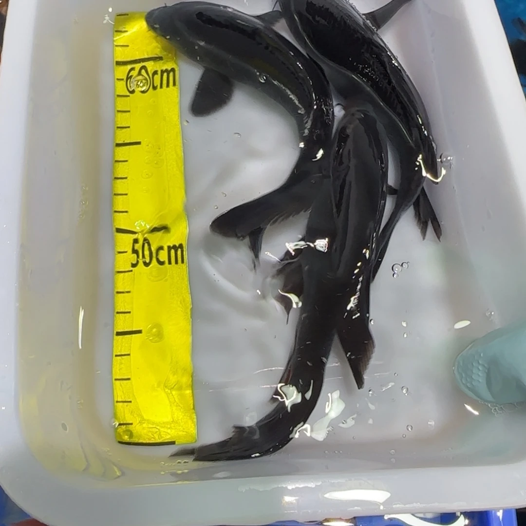 中国大陆蝴蝶鲤三条黑