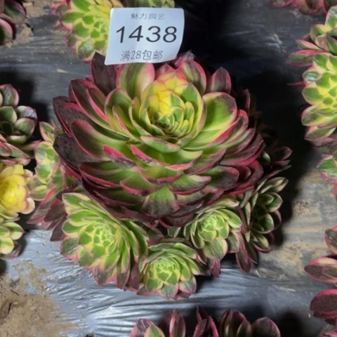 海王多肉多肉1438