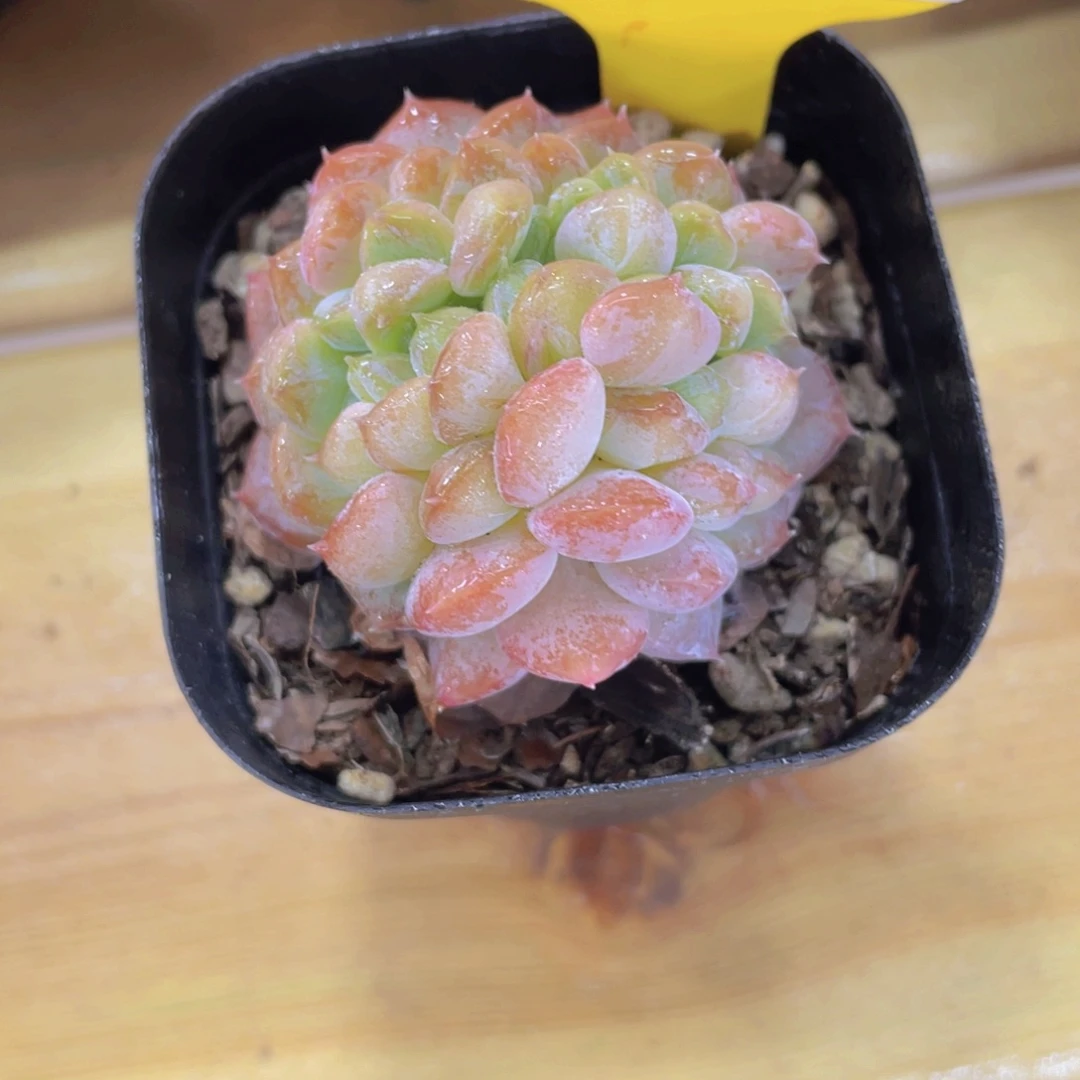 229号 珍妮小缀一个
