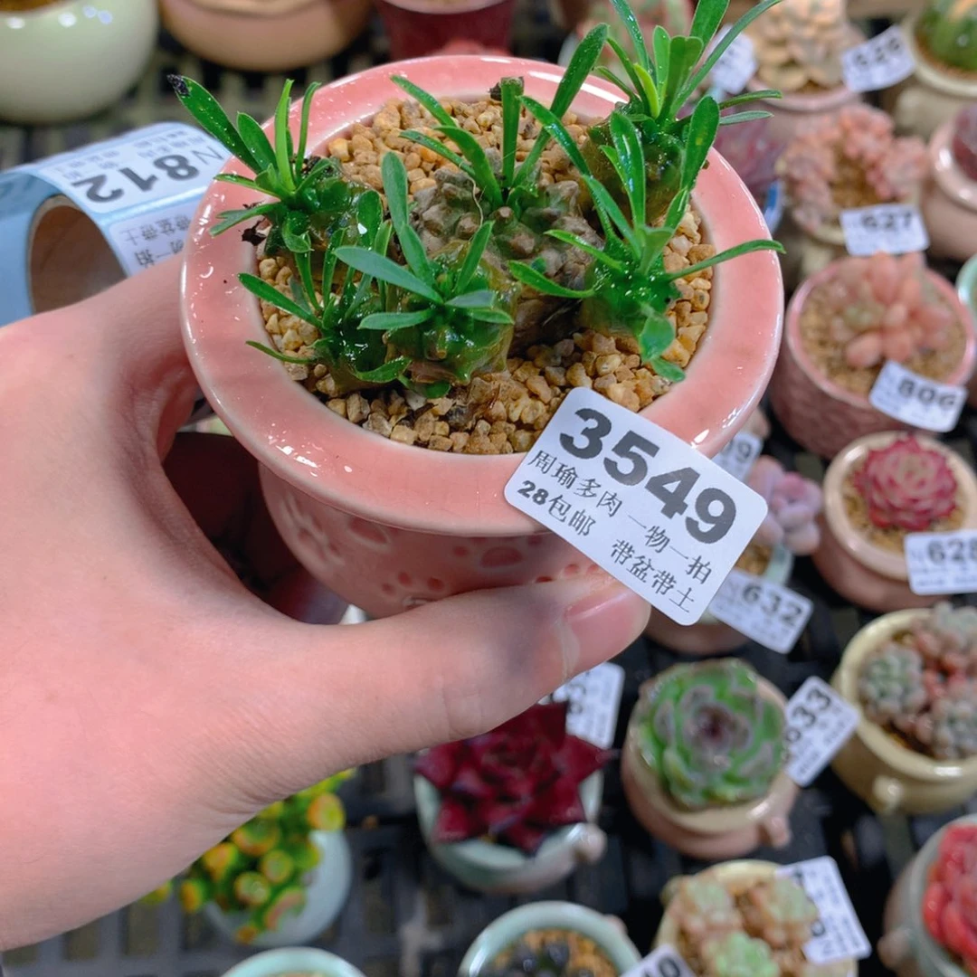 5厘米盆精控多肉3549