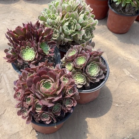 519多肉植物组合