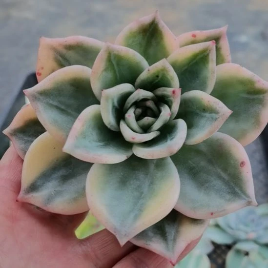 伊丽莎白超白覆轮锦砍头