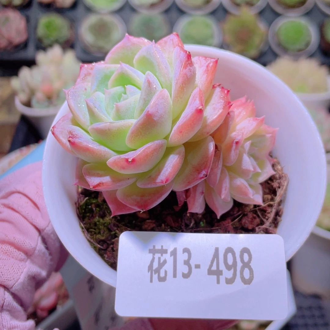 花利美13-498纯爱