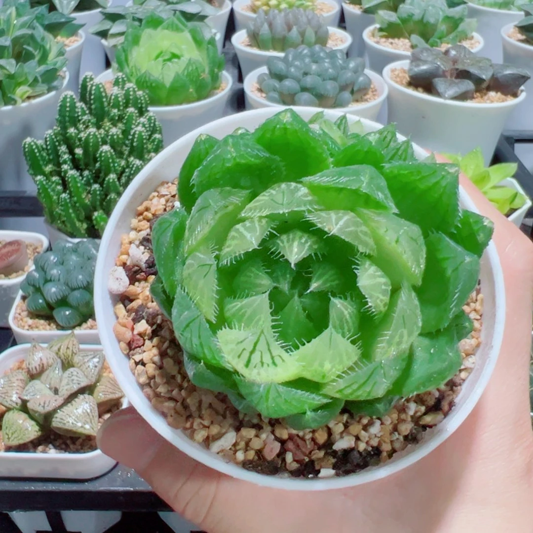 大号樱水晶，6.8，6666直播间