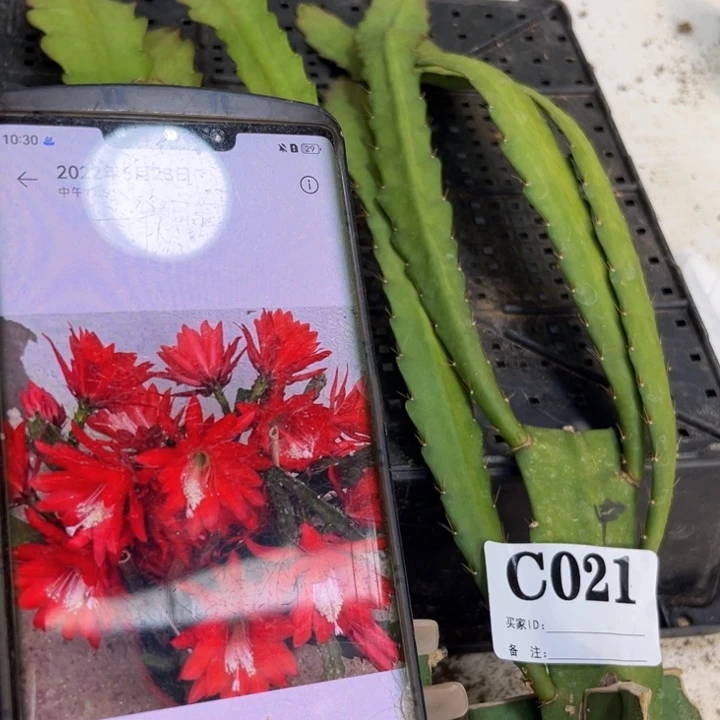 当前无花栽培后可以开花21