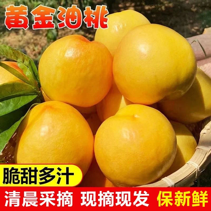 山东蒙阴黄油桃纯甜新鲜孕妇水果脆甜黄心黄肉油桃整箱