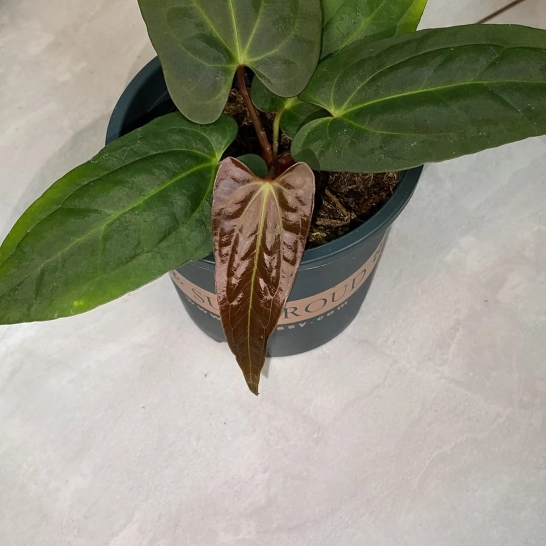 不开花植物不知名