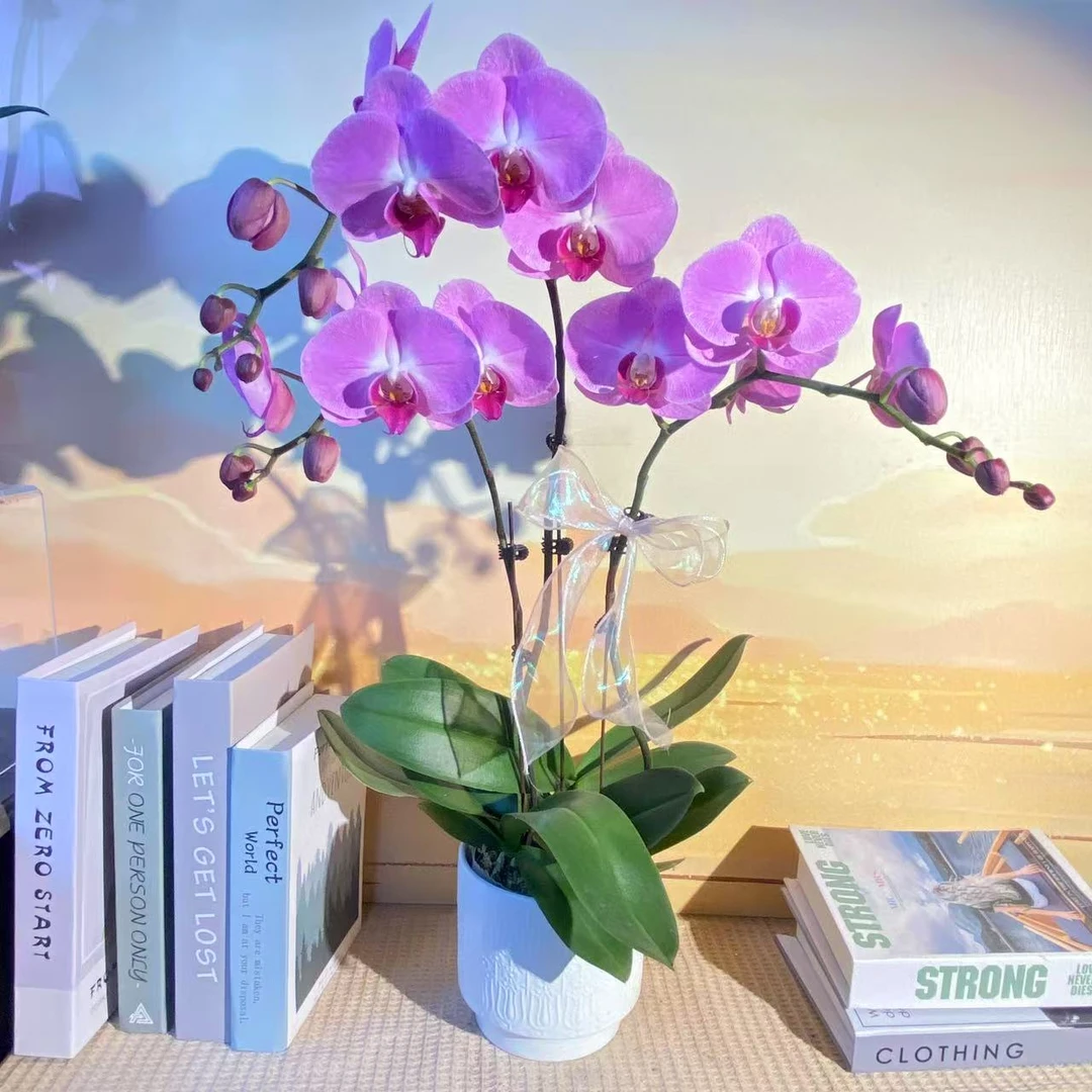 粉冠军 欧洲进口蝴蝶兰  观赏花卉 现货发货 真花观赏