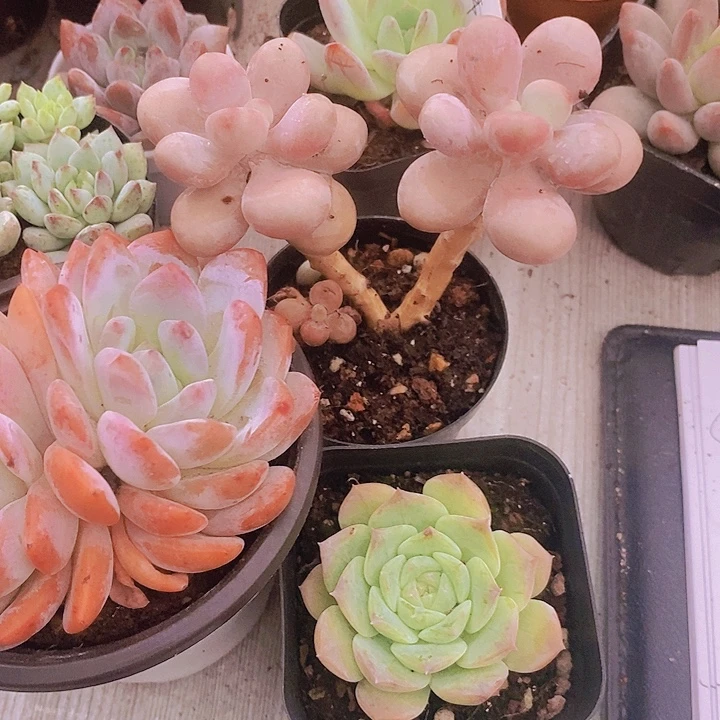 梦影 桃蛋四盆 纯爱