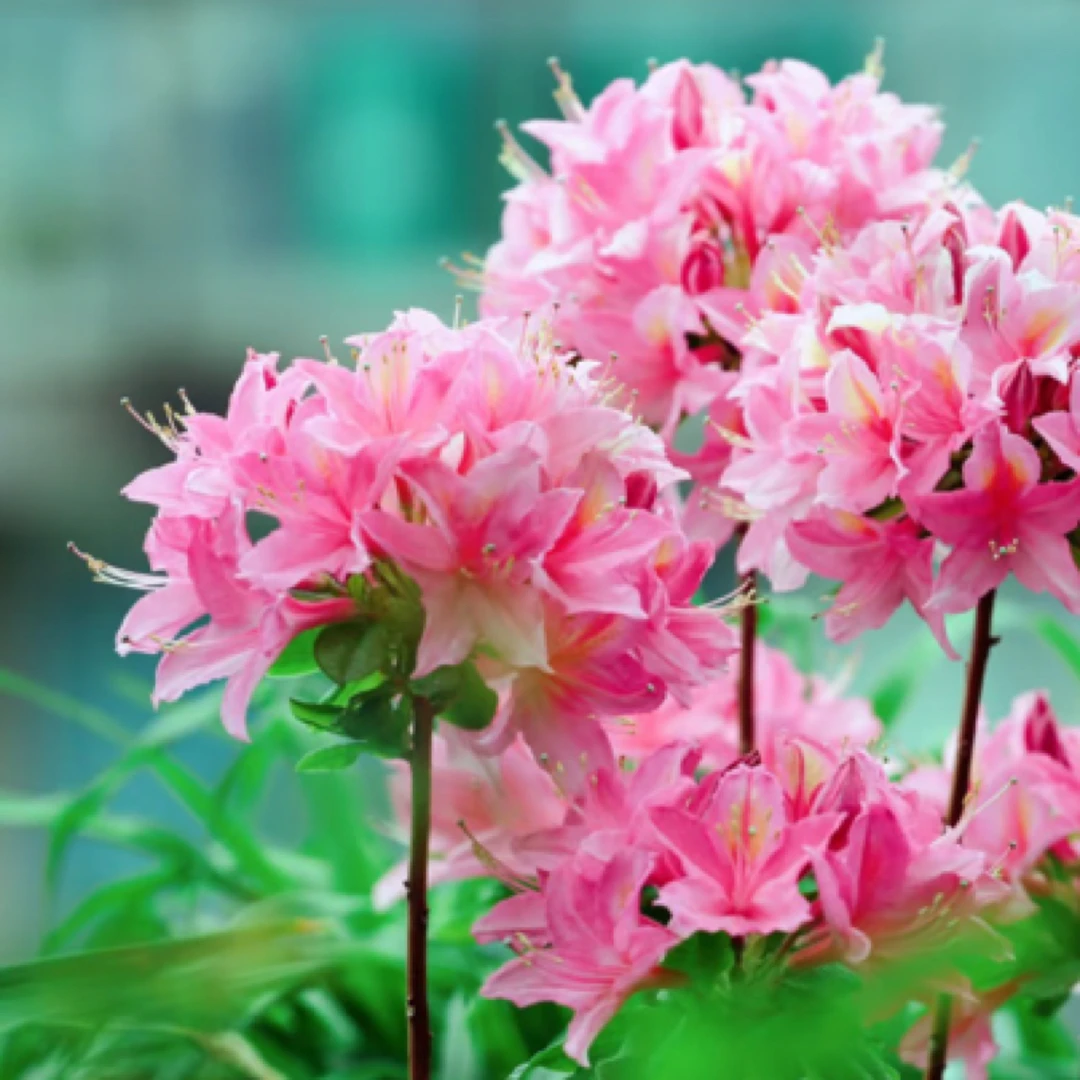 【石榴的花园】落叶杜鹃耐寒庭院灌木