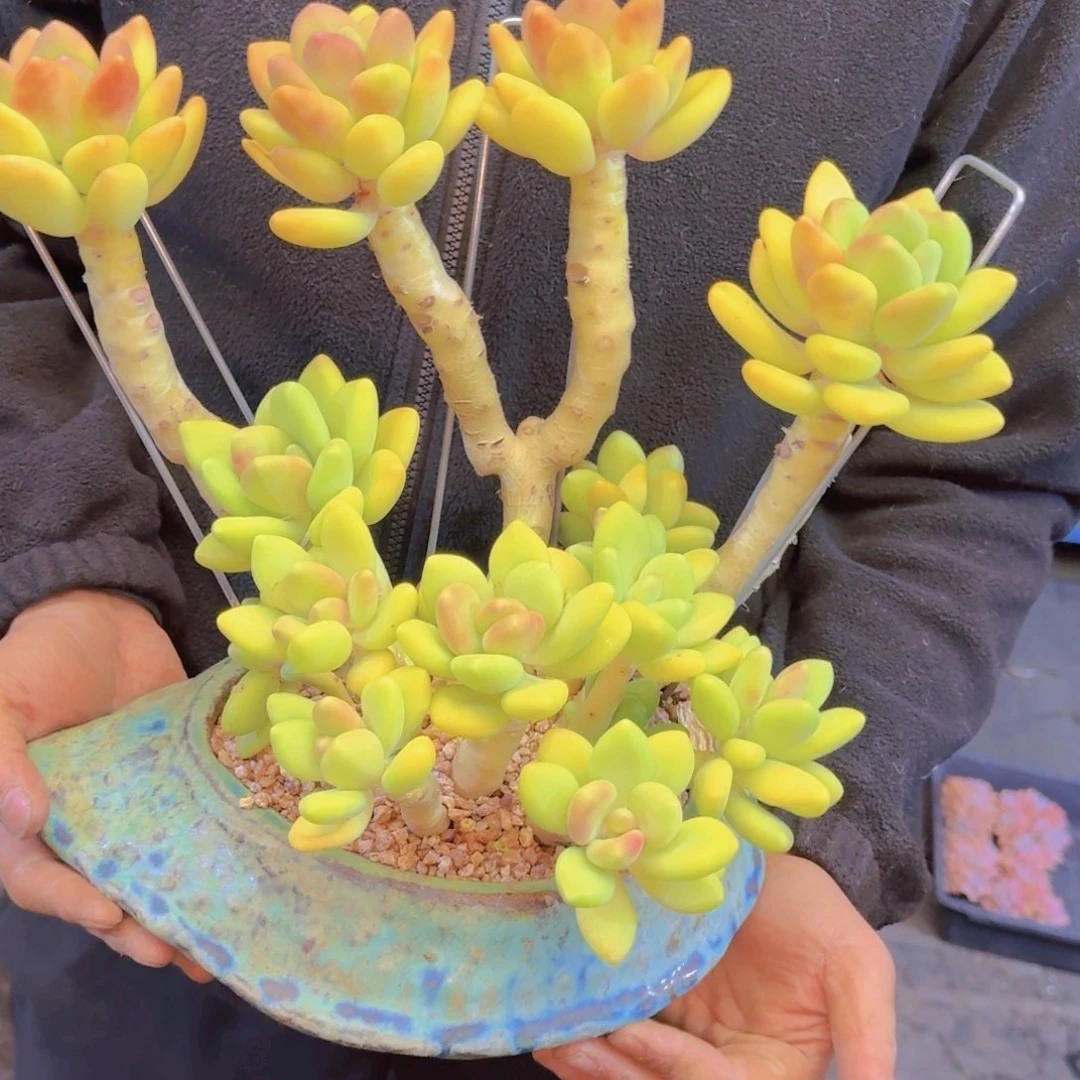 上***）多肉植物的生长发育和