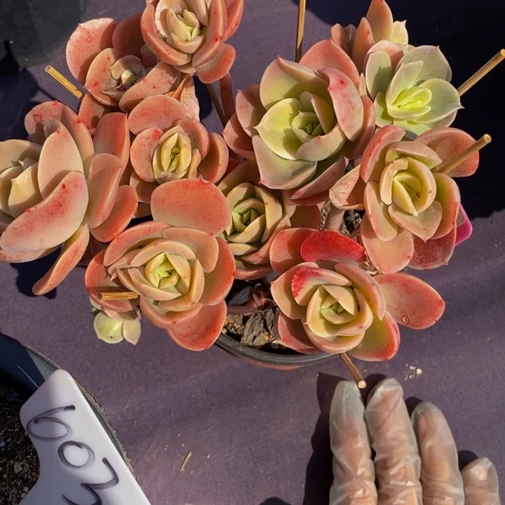 044星哪塔肉肉肉肉肉