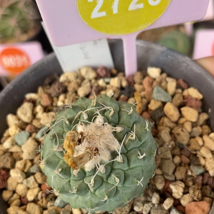 实生菊水棵27202720