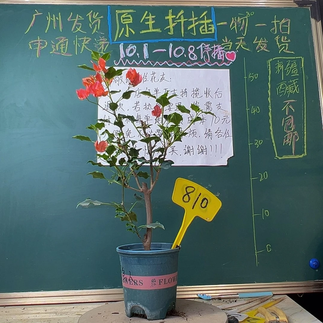 当前无花栽培后可以开花橙美人810