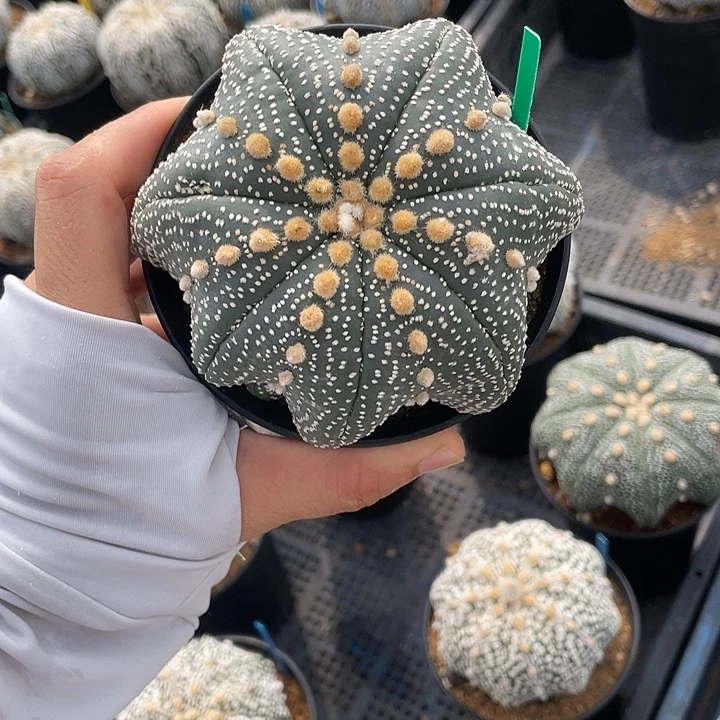 海星兜瑕疵特价不退换货