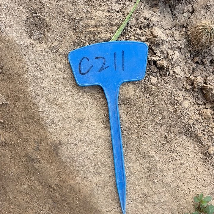 吃*C211,苏乞儿侧牙4cm